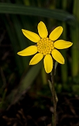 Crocidium multicaule 17-2683